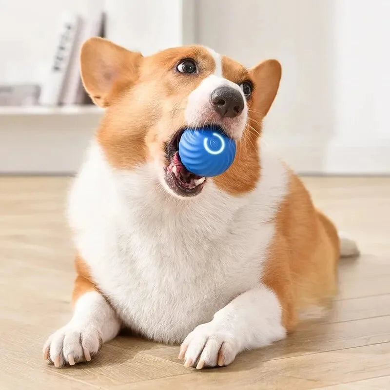 Interactive Smart Dog Ball | Automatic Rolling ball